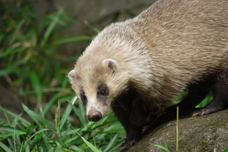 Illustration for article titled Monday Mustelid - Meles anakuma Edition